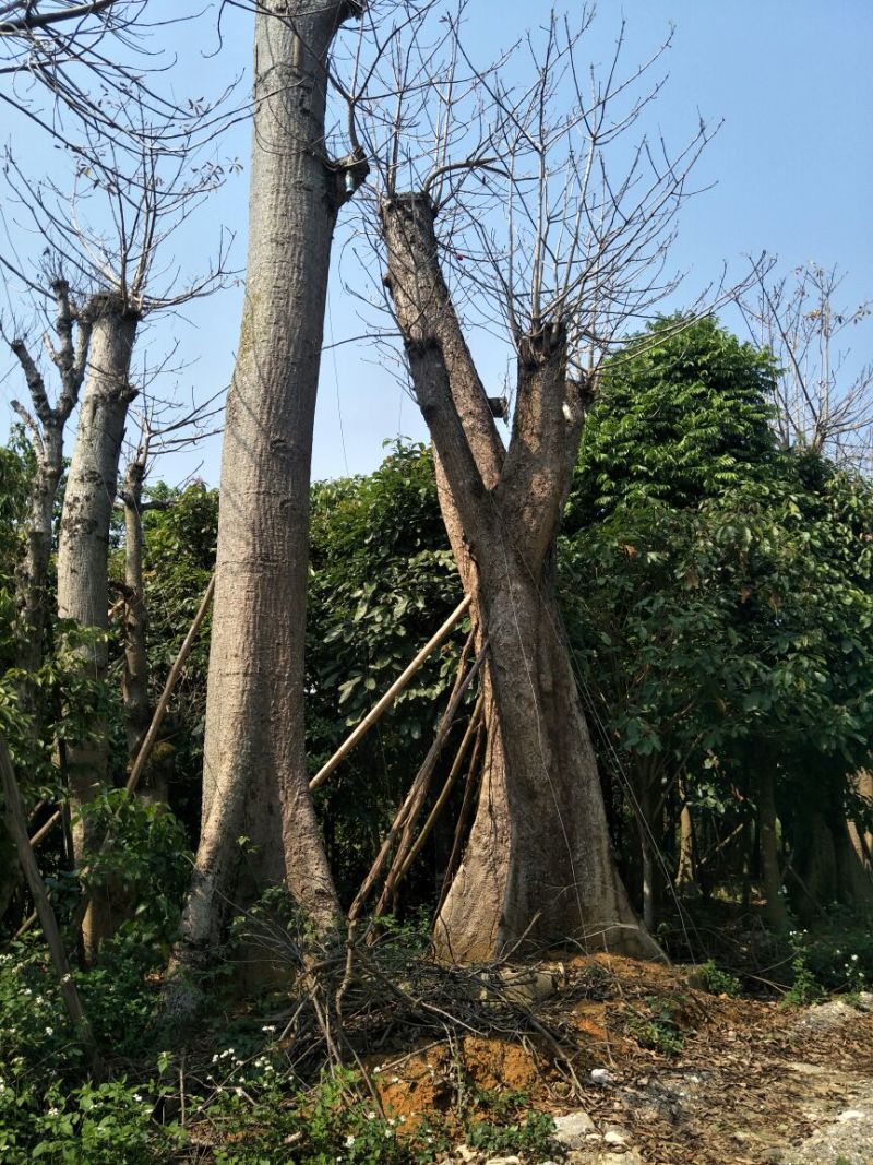 本地木棉一米以上的！有老板看上请联系