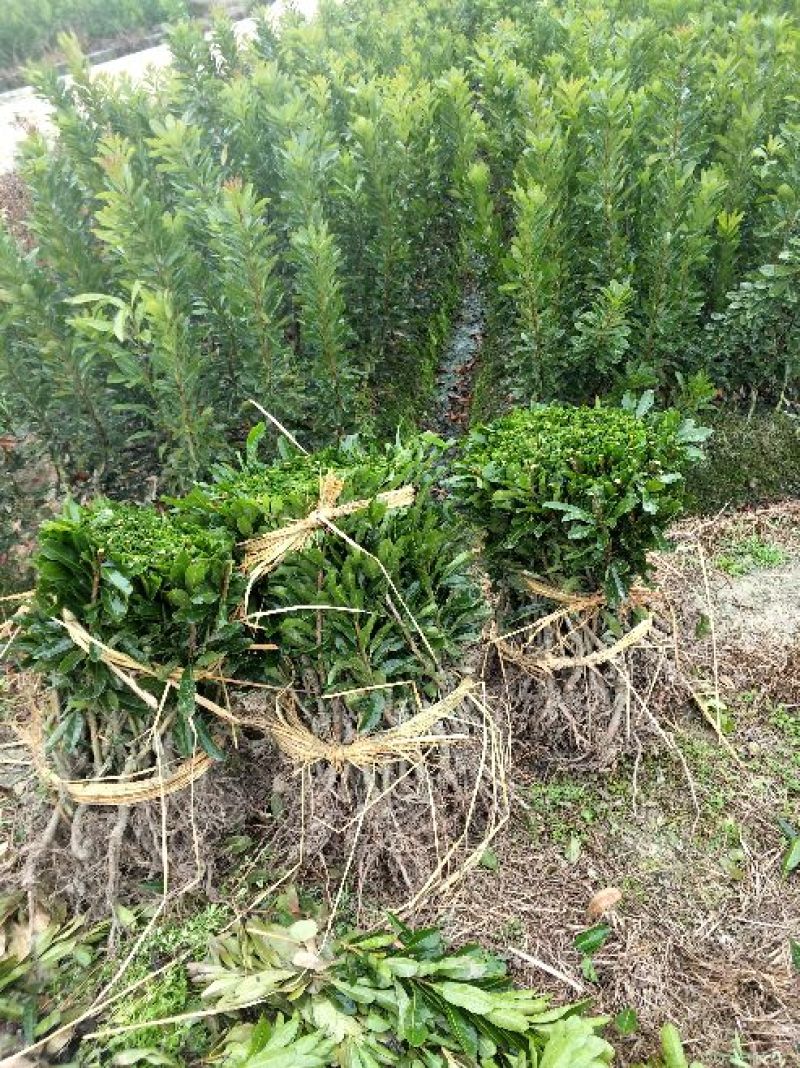 包邮台梅王子安海杨梅苗，大果早熟，提供种植技术指导