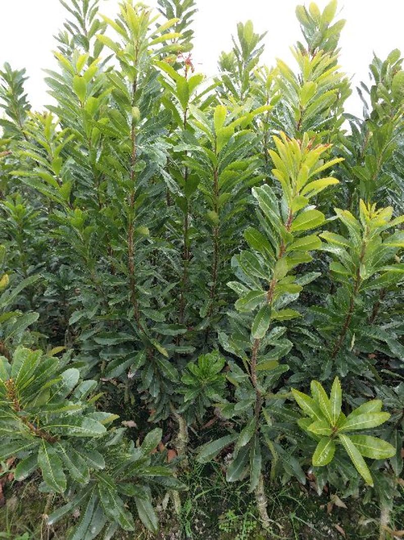 包邮台梅王子安海杨梅苗，大果早熟，提供种植技术指导