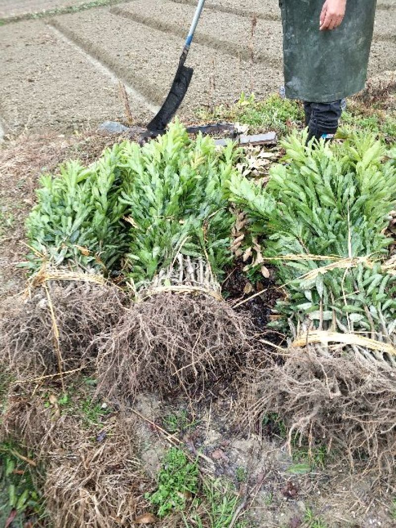 包邮台梅王子安海杨梅苗，大果早熟，提供种植技术指导