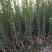 包邮台梅王子安海杨梅苗，大果早熟，提供种植技术指导