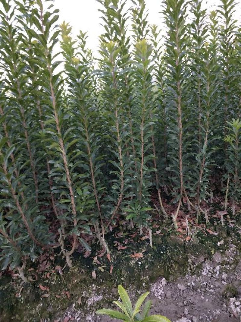 包邮台梅王子安海杨梅苗，大果早熟，提供种植技术指导