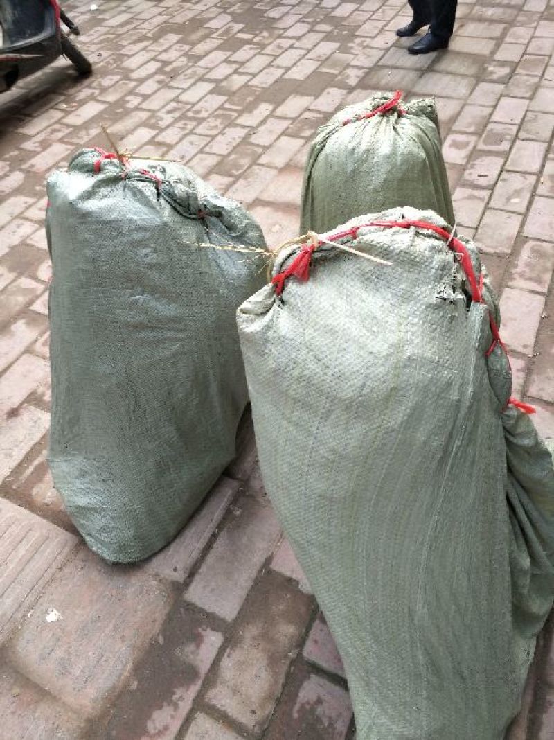 包邮台梅王子安海杨梅苗，大果早熟，提供种植技术指导