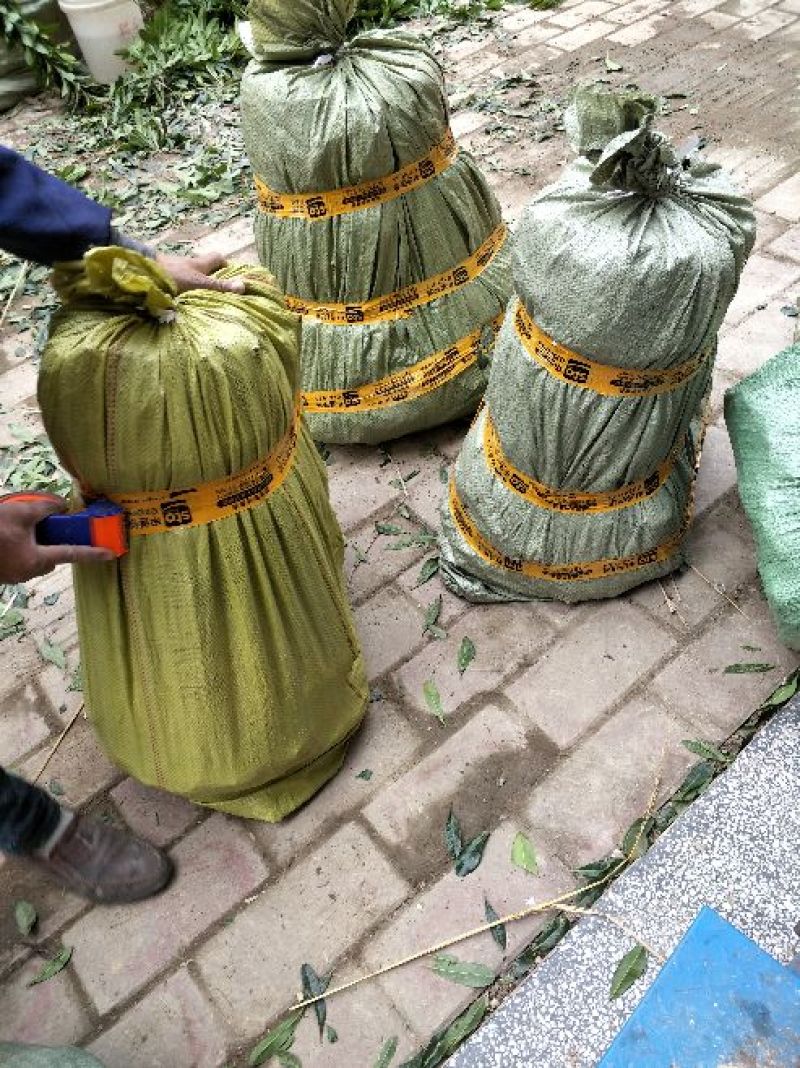 包邮台梅王子安海杨梅苗，大果早熟，提供种植技术指导