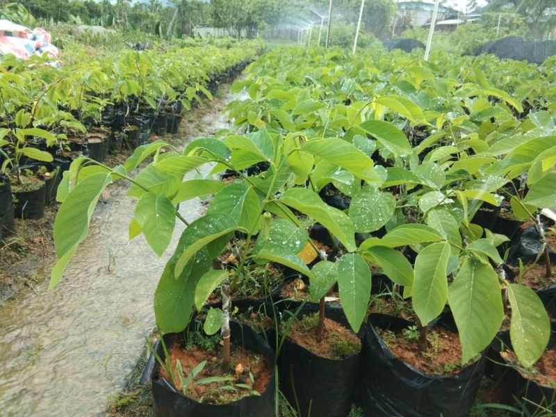 大量释迦苗15Ⅹ18杯苗12元/棵，