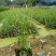 芦苇(基地直销袋苗)