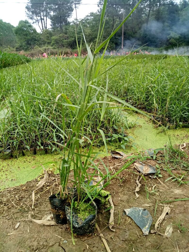 芦苇（基地直销袋苗）