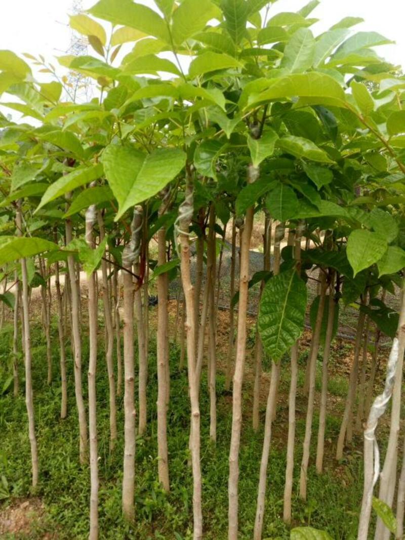 黑榄树苗50-80cm有小、中杯苗