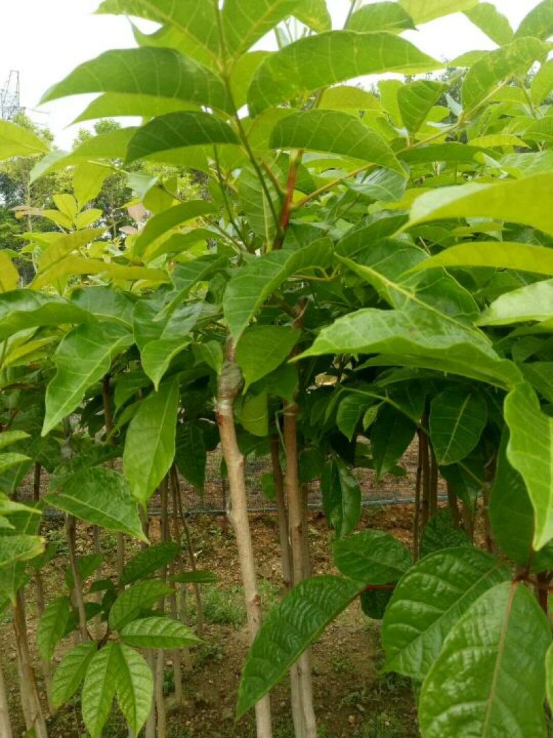 黑榄树苗50-80cm有小、中杯苗