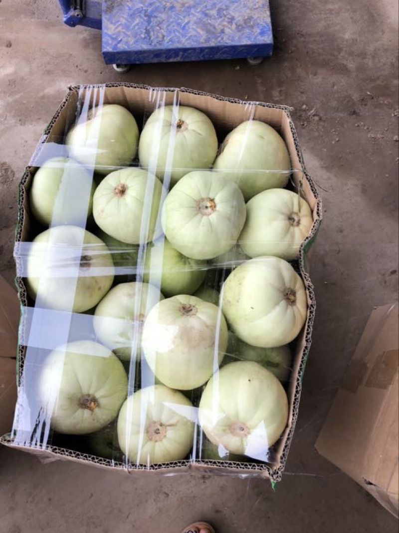甜宝甜瓜0.5斤以上精品