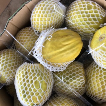 丑甜甜瓜1斤以上精品