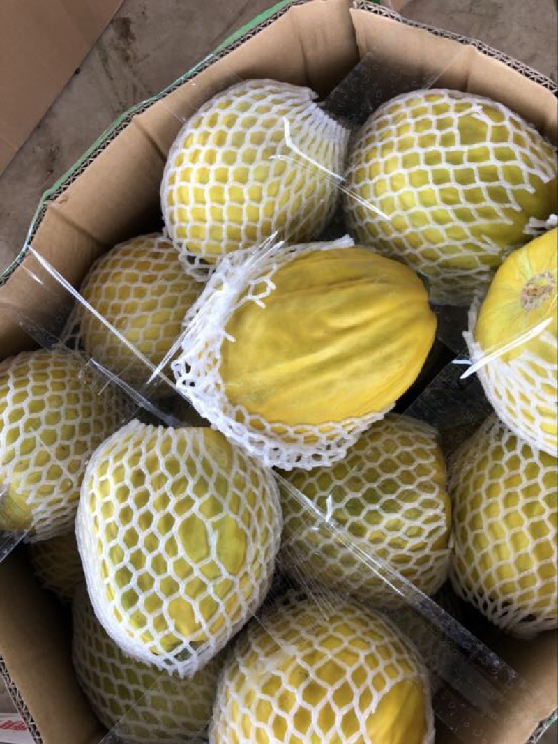 丑甜甜瓜1斤以上精品