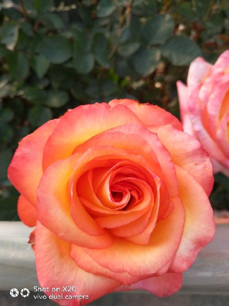 昆明基地直供，玫瑰月季苗，品种多，花色多，价格优惠，