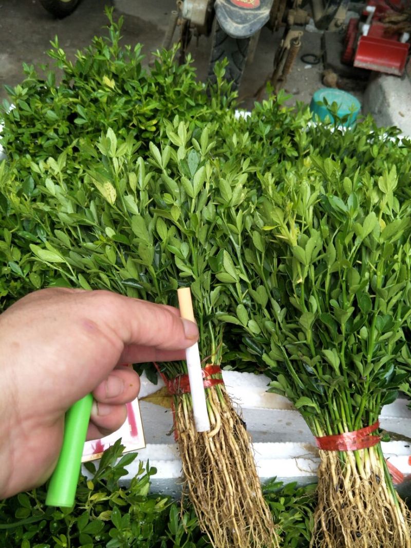 枳壳奶苗一年苗嫁接标准积壳小苗子量大价格便宜