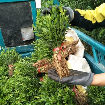 枳壳奶苗一年苗嫁接标准积壳小苗子量大价格便宜