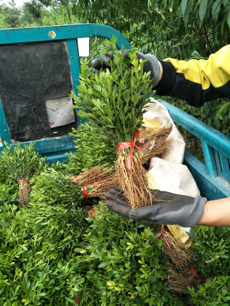 批发积壳种子药用枳壳量大价格便宜积壳苗根系发达