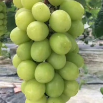 精品阳光玫瑰葡萄