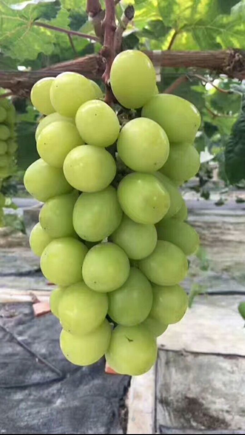 精品阳光玫瑰葡萄