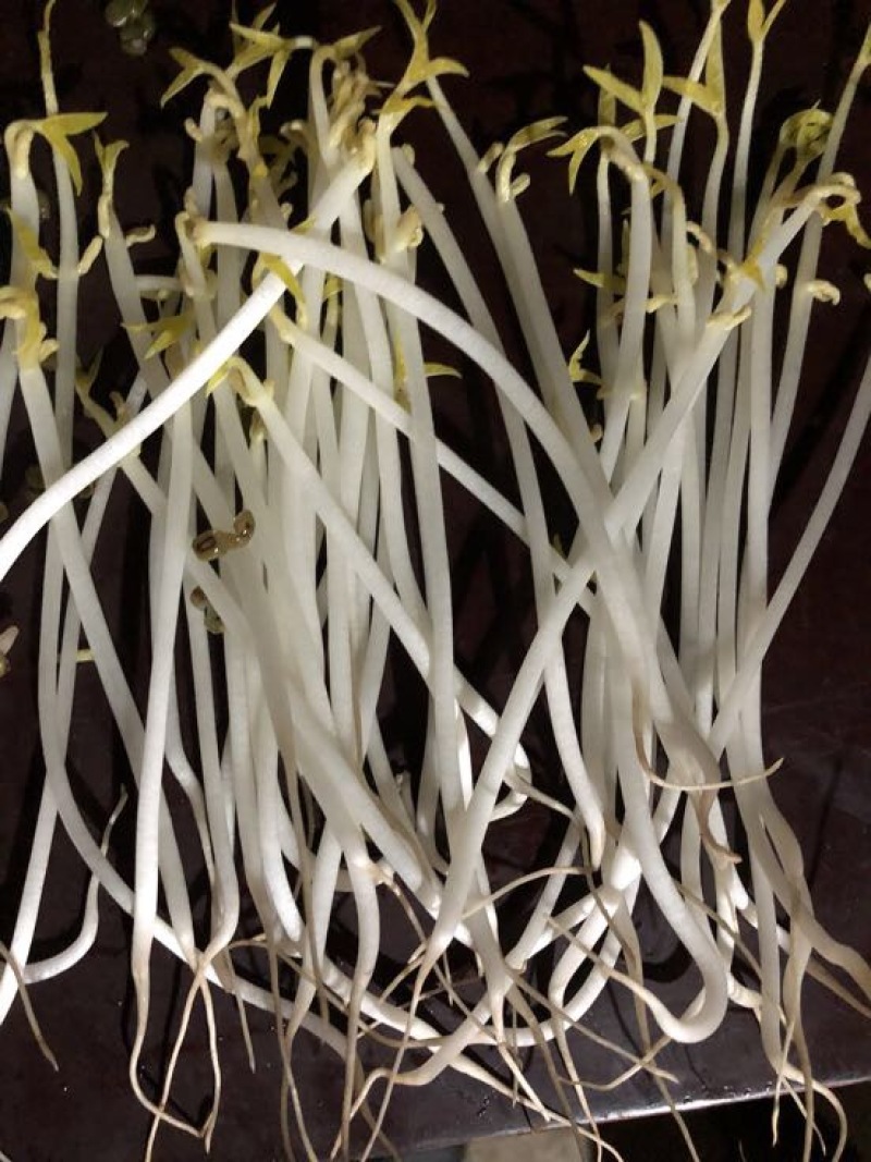 绿豆芽散装10~15cm