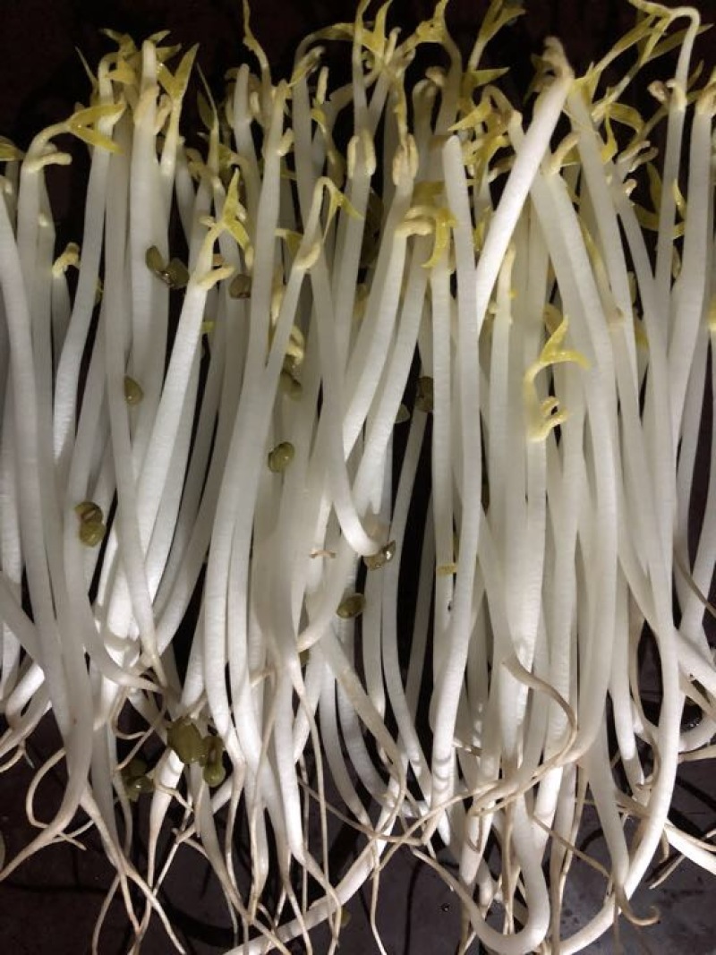 绿豆芽散装10~15cm