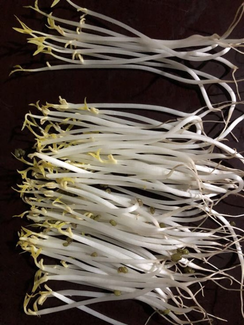 绿豆芽散装10~15cm