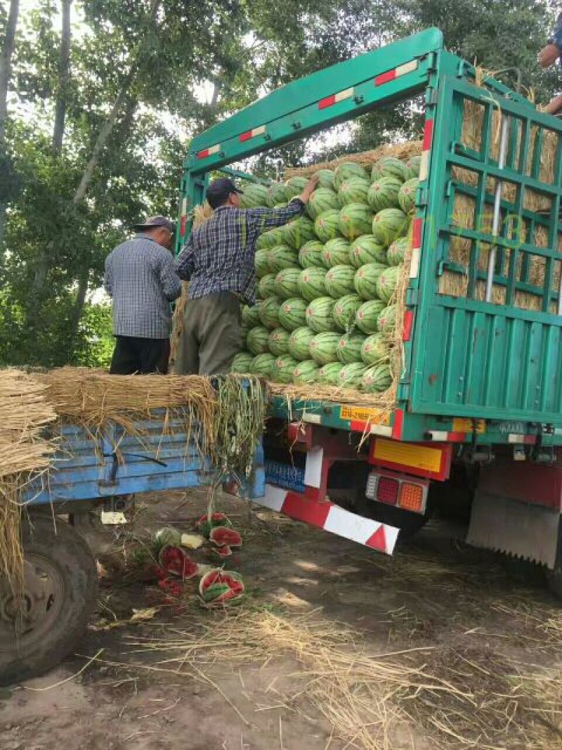 精品西瓜直播苗金城5号西瓜产地直销大量上市