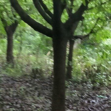 黄葛树
