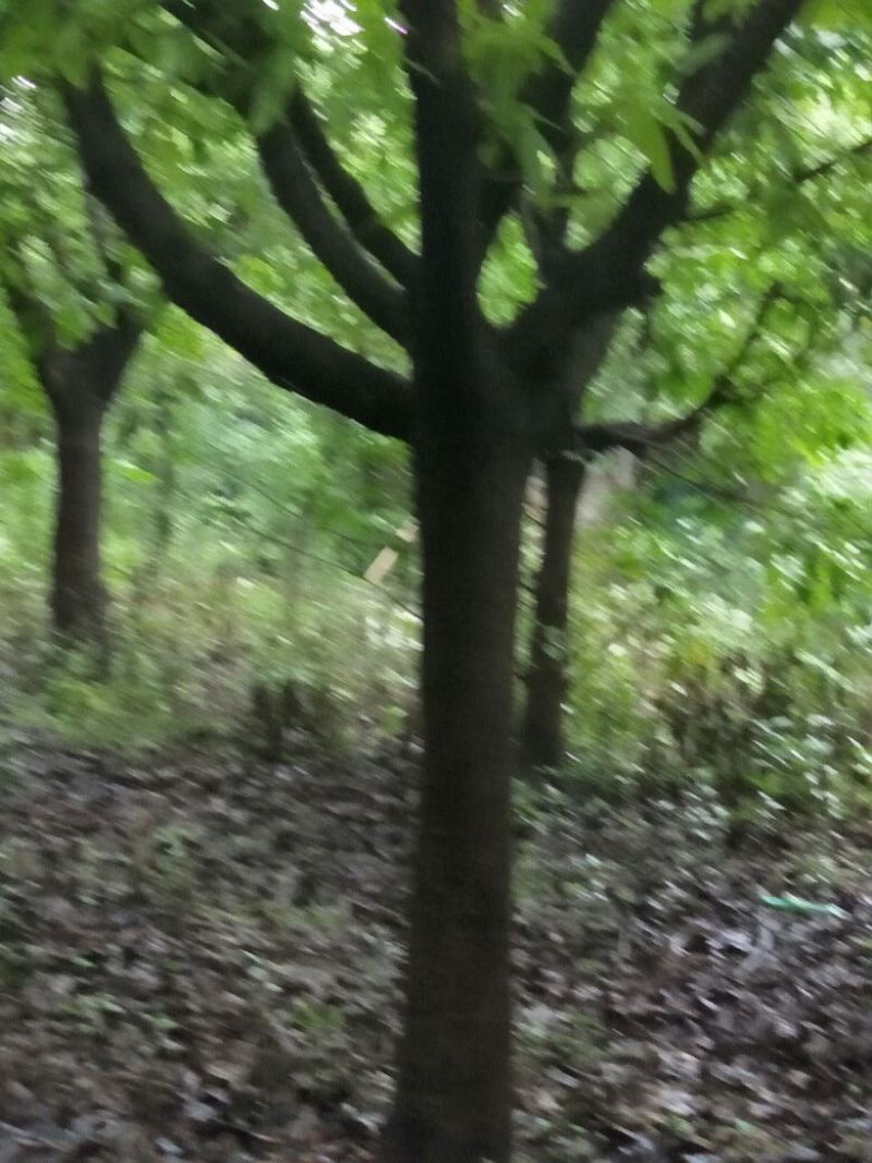黄葛树