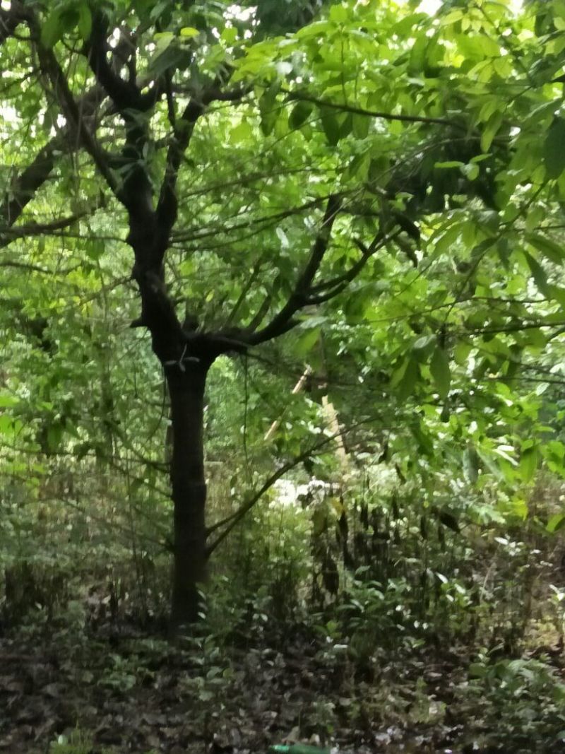 黄葛树