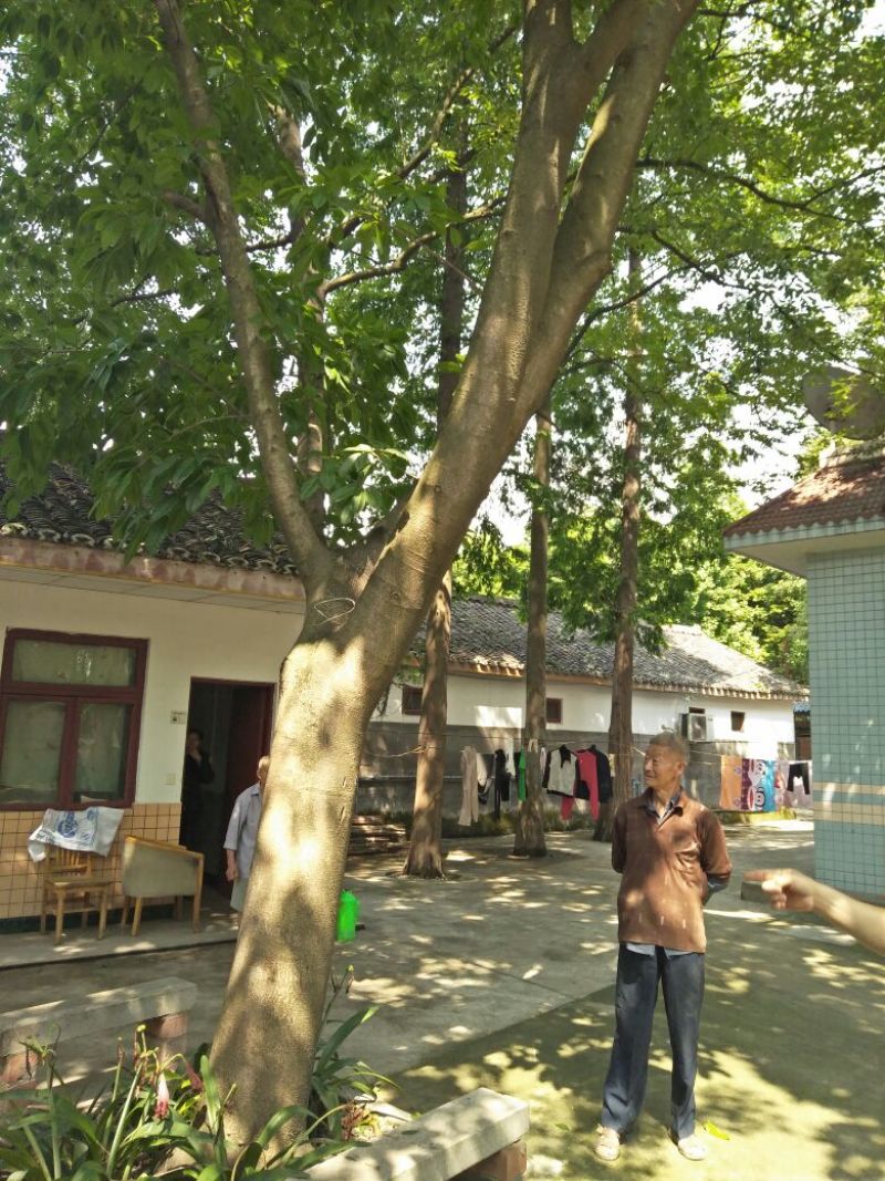 黄葛树