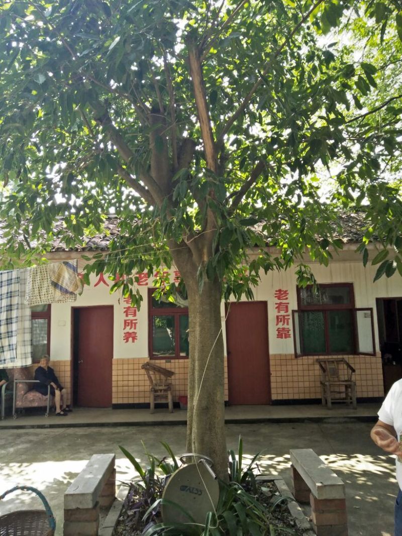 黄葛树
