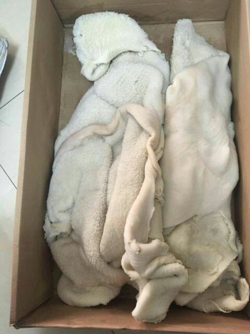 羊肚
