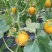 【5月下旬上市】黄河蜜甜瓜统货2斤以上
