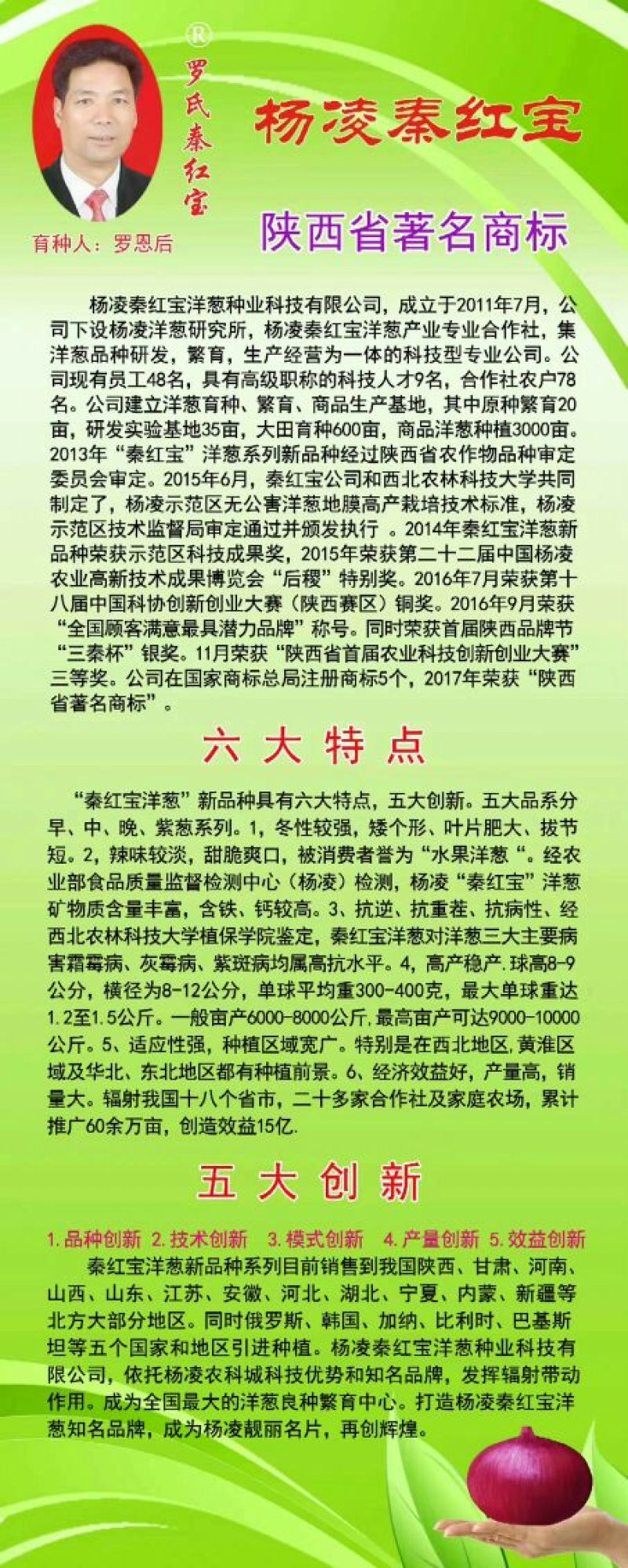 早熟红皮洋葱种子秦红宝3号适合山东河南安徽甘肃新疆等