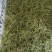 金银花