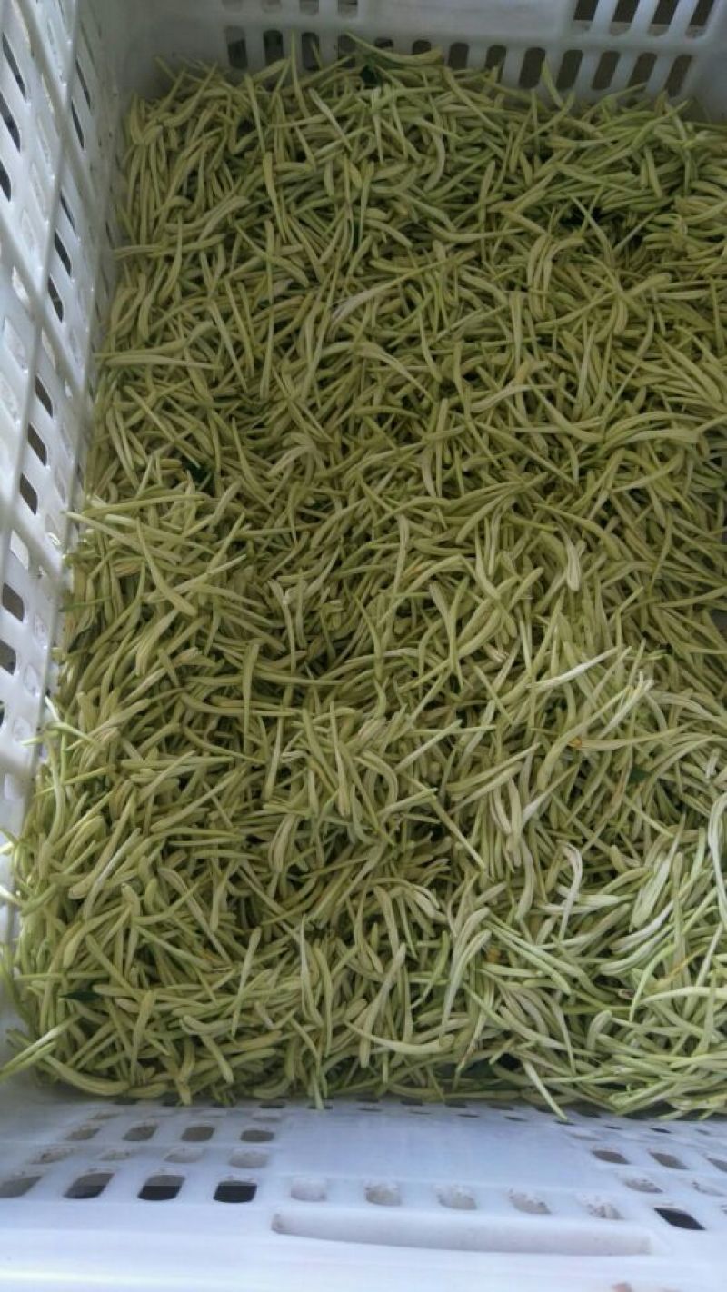 金银花