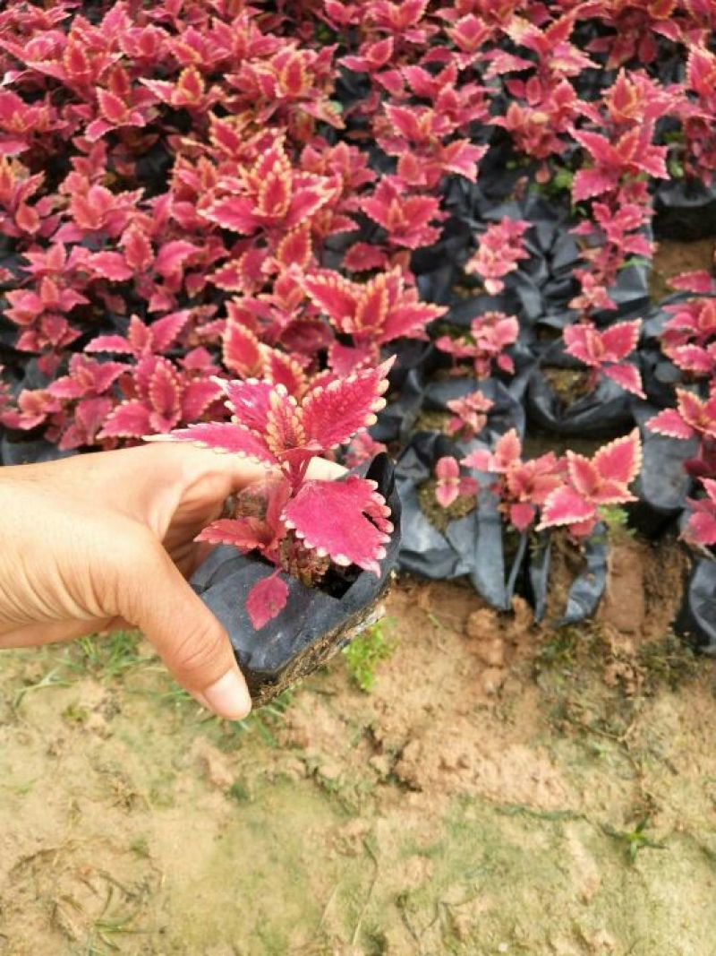 非洲茉莉
