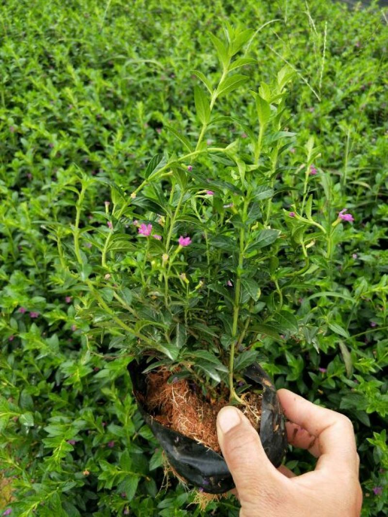 非洲茉莉