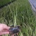 非洲茉莉
