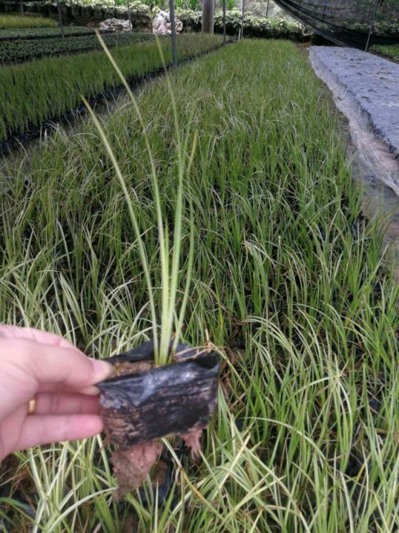非洲茉莉