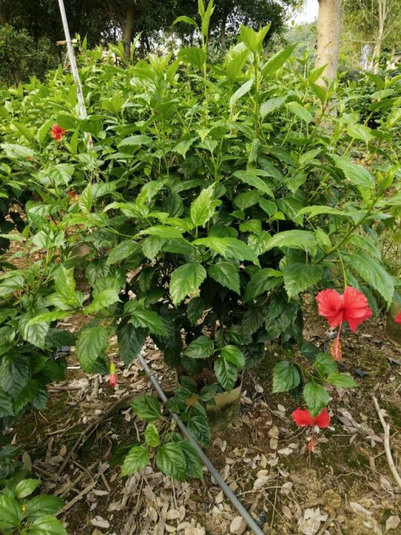 非洲茉莉