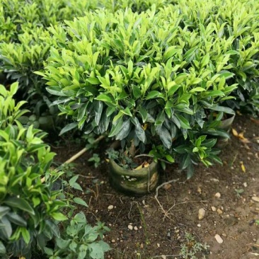 非洲茉莉