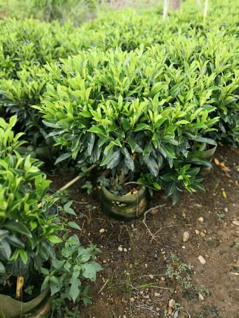 非洲茉莉