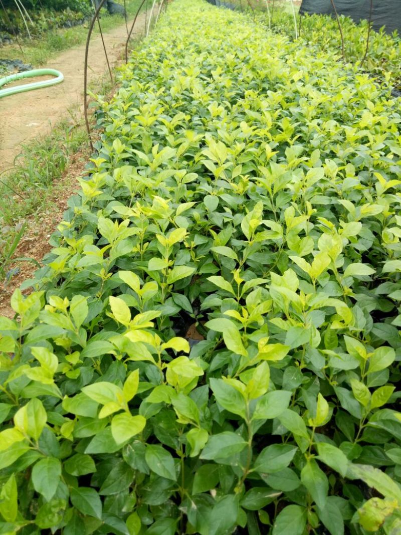 非洲茉莉