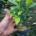 非洲茉莉