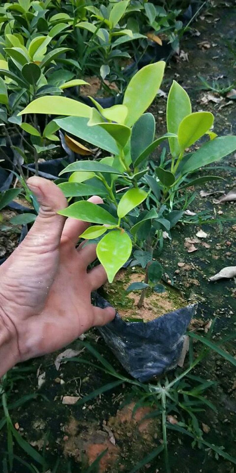 非洲茉莉