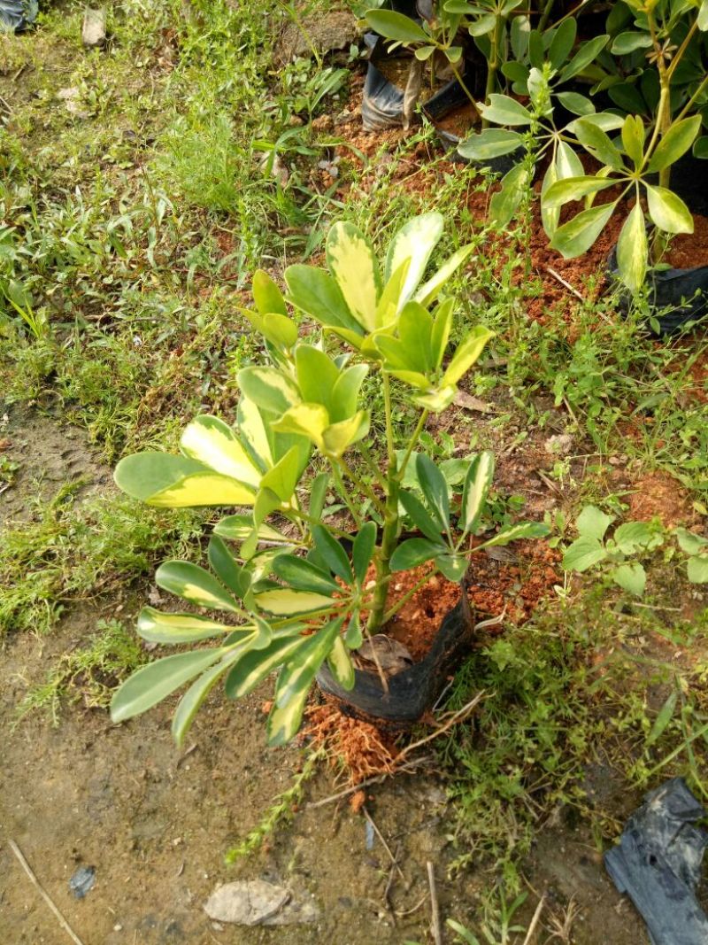 非洲茉莉