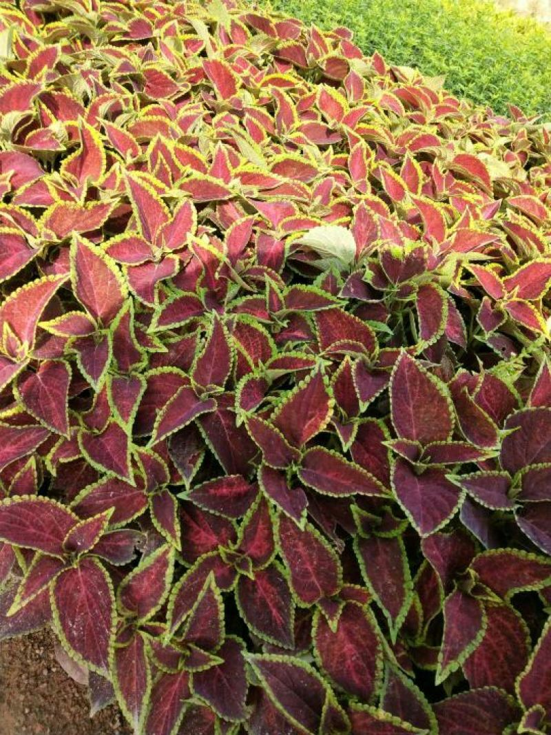 非洲茉莉