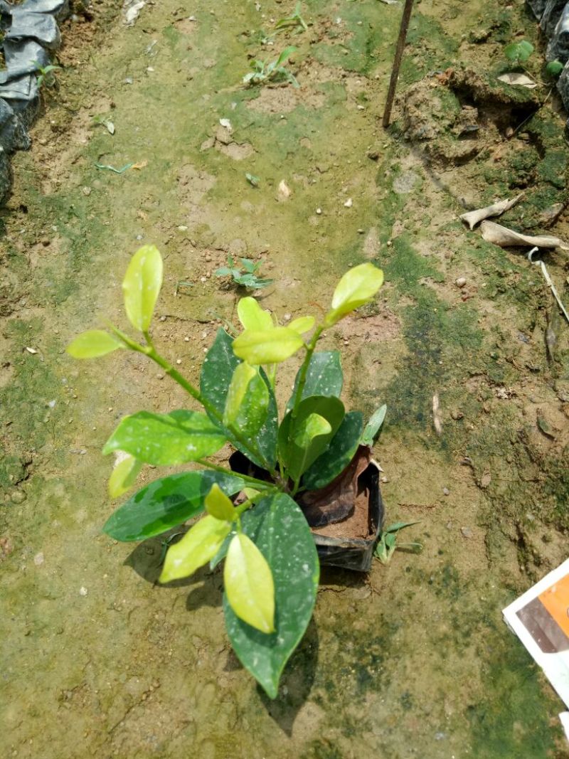 非洲茉莉