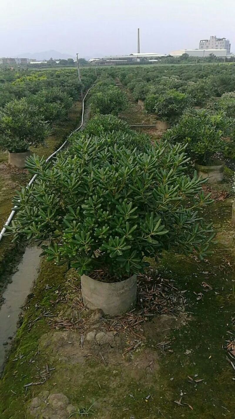 非洲茉莉